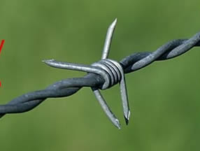 Galvanized Barbed Wire 